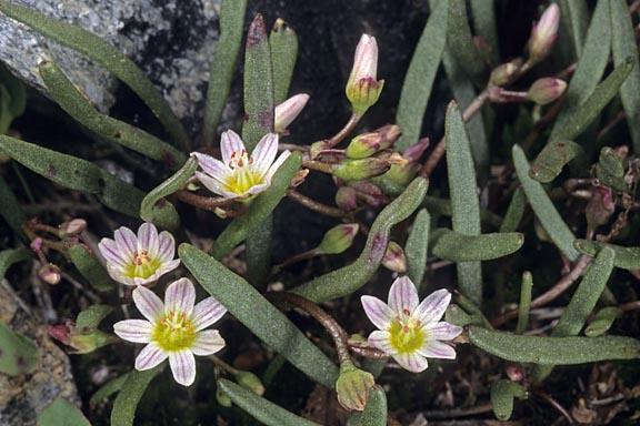 lewisia triphylla 1 graphic